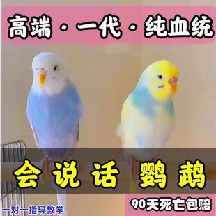 ��Ƥ�W�^���B���fԒ���W�^���^����С�B���B���w���＃���B�W�^