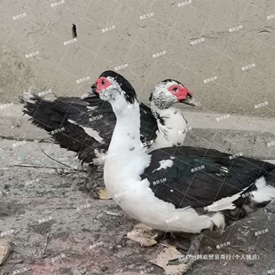 ��S���]�����r��ɢ�B�F��������ֻ�����]�o���KĬ�J��Ї����