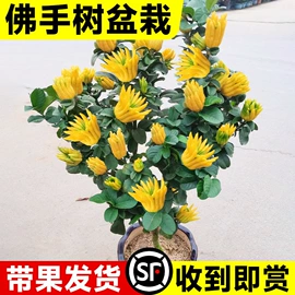 盆栽;种子;树苗