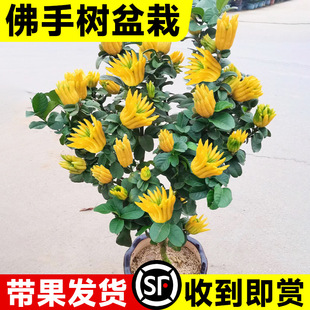 ���֘����Խ��A���ָ��玧����ʳ�þGֲ�҃����^�p�����������ζ