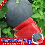 【黑皮懒汉西瓜】种子黑皮无籽西瓜种籽四季易成活发芽率高X1