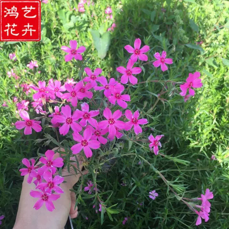 Сплошная флокса вишневый цвет флокса цветочный дизайн моря флокса цветка Цинчжоу