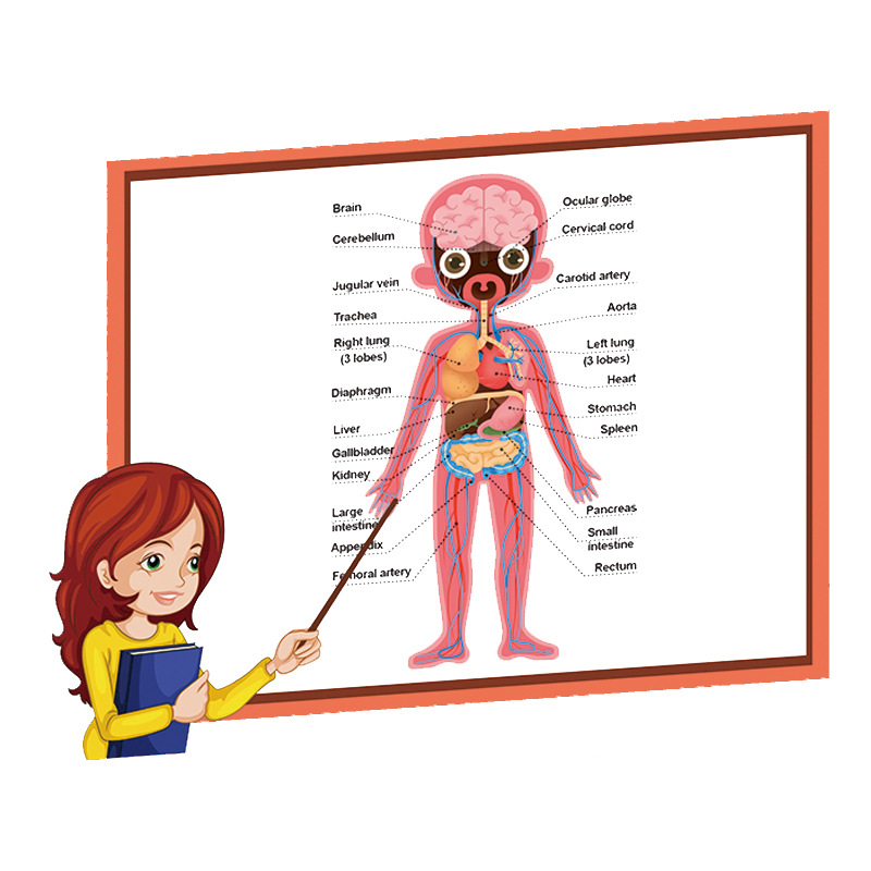 Qizhi de los niños de educación temprana juguetes magnético plano rompecabezas de la muchacha combinación de la estructura del cuerpo libro del rompecabezas magnético