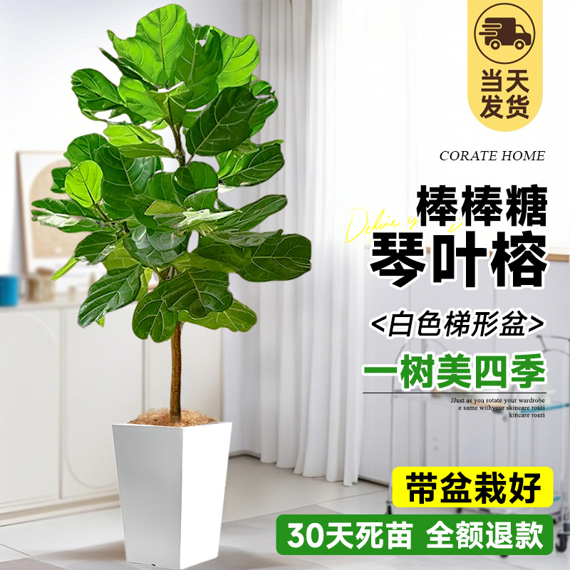 [롤리팝 모양] 프리미엄 진예롱 1-1.3m (흰색 사다리꼴 세면대) 프리 브라운