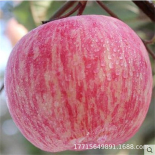 �N�۸���3̖�O�������¸����O����t���� �����O����޽ӹ�����