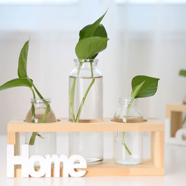 Soporte de madera creativo florero de vidrio hidropónico planta de rábano verde decoración de escritorio transparente Pequeño contenedor decoración de escritorio de oficina