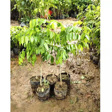 ���ں��ϳ�����罵������S��������z�ľ���F��ľ�G��ֲ����