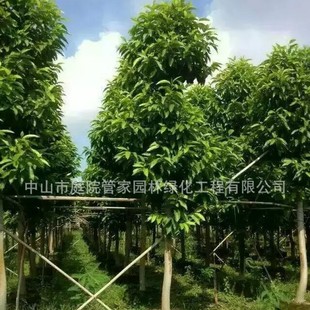 ����ֱ�N �F���� �f��ǧ�t ���m ���� ���� ��Ҏ�� �S�^ ͥԺ�G��