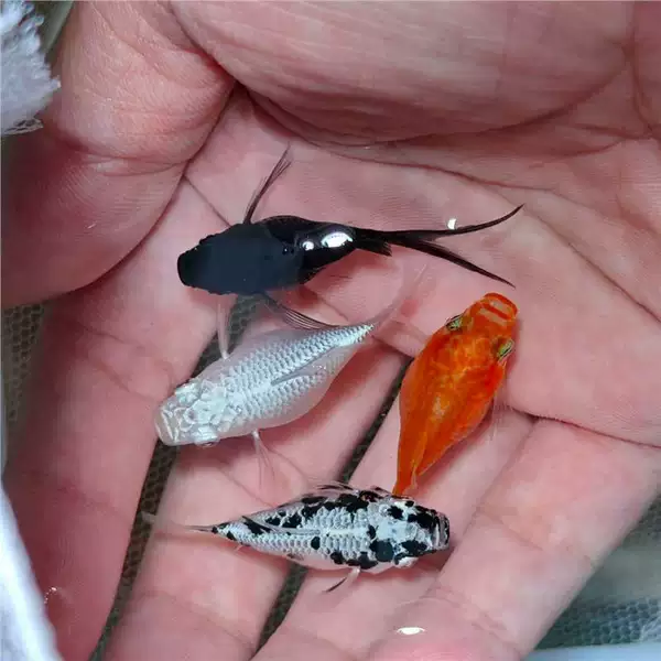 Mary Fish, Cowfish, Mary Fish, Live-Bearing Fish, Directly Give Birth to Baby Fish, Pregnant Fish, Mickey Fish, Peacock Fish