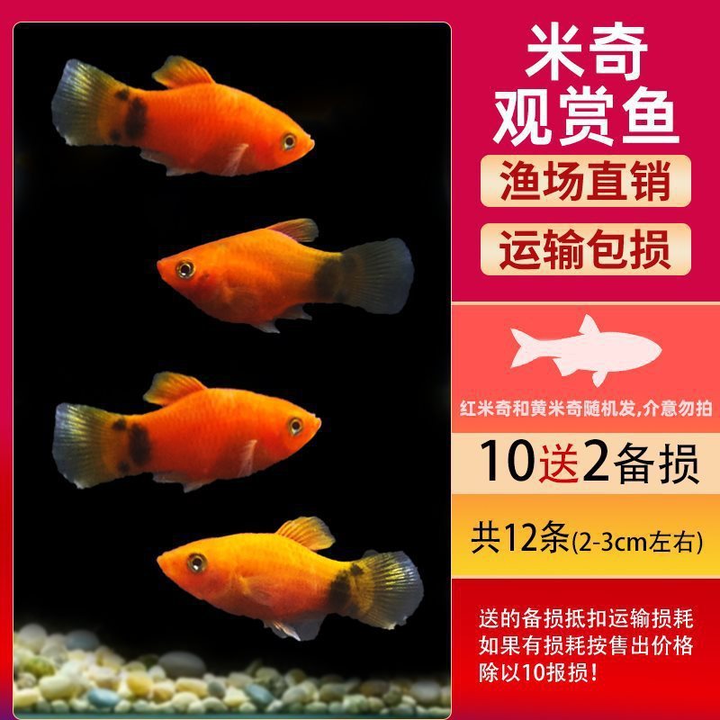 グッピー、フェニックステール、淡水、繁殖しやすく、育てやすい、純種のランプ科の小型熱帯魚観賞魚の稚魚|undefined