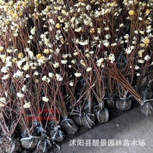 ͥԺ�ͺ�ֲ��Y�������㻨�ܾGֲ��Y�������������Y�㻨�����