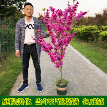 һ�����l���G�����窚�Ʌ�������ͥԺ�e��ֲ����G����Nֲ�ͺ�