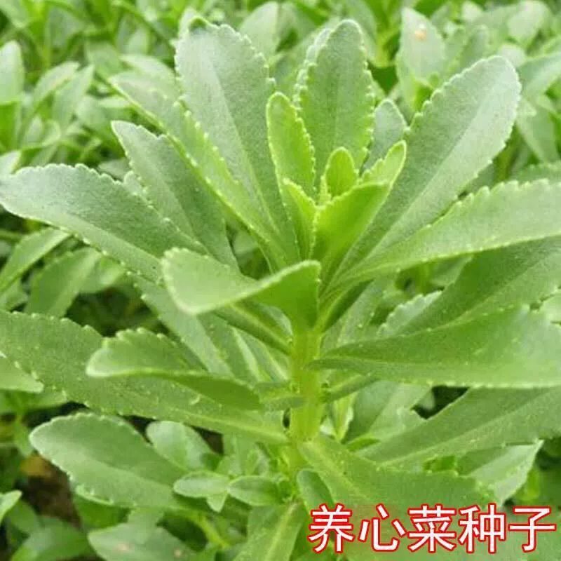 Семена овощей с фиолетовыми листьями, овощи Гуаньинь, овощи с кровяными листьями, семена красной андрографиса паникулаты, специальные овощи, сохраняющие здоровье, семена овощей, полезных для сердца