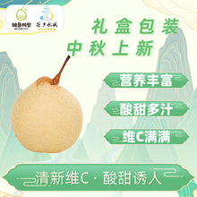 正宗魏县黄金脆皮金梨精品果王礼盒装香 酥 脆 甜现摘鸭梨12枚