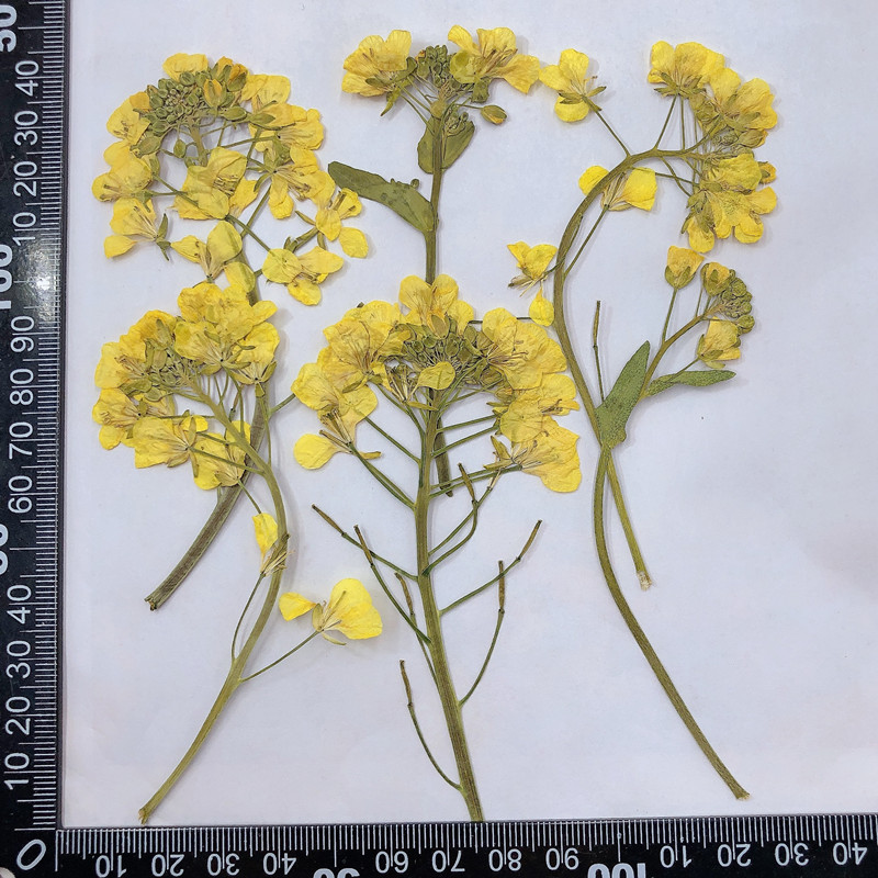 가지와 브라시카 나푸스