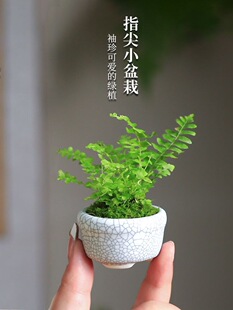 �������҃�����΢��ާ�ֲ������������B����Сֲ���k���ҾGֲ