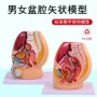 女性医学仿真教学标本