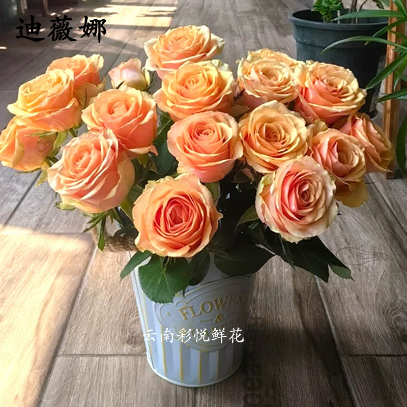 [Diwina Роза шампанского] Куньмин цветы оптом украшение дома шампанское персик снег гора свежесрезанные цветы