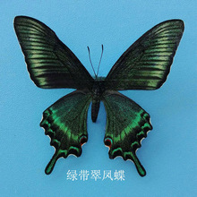 8LM已经展翅 蝴蝶标本 儿童手工DIY制作裸蝴蝶原蝶 真蝴蝶标本已