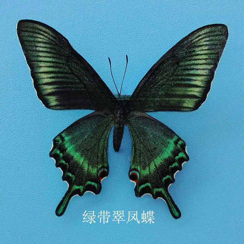 8LM已经展翅 蝴蝶标本 儿童手工DIY制作裸蝴蝶原蝶 真蝴蝶标本已