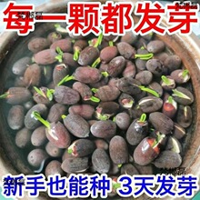 3��lѿ˯ɏ��ɏ�N�ļ��_��ˮ��ˮ�B�Gֲ�ɻ��o������ɏ�ӏS��