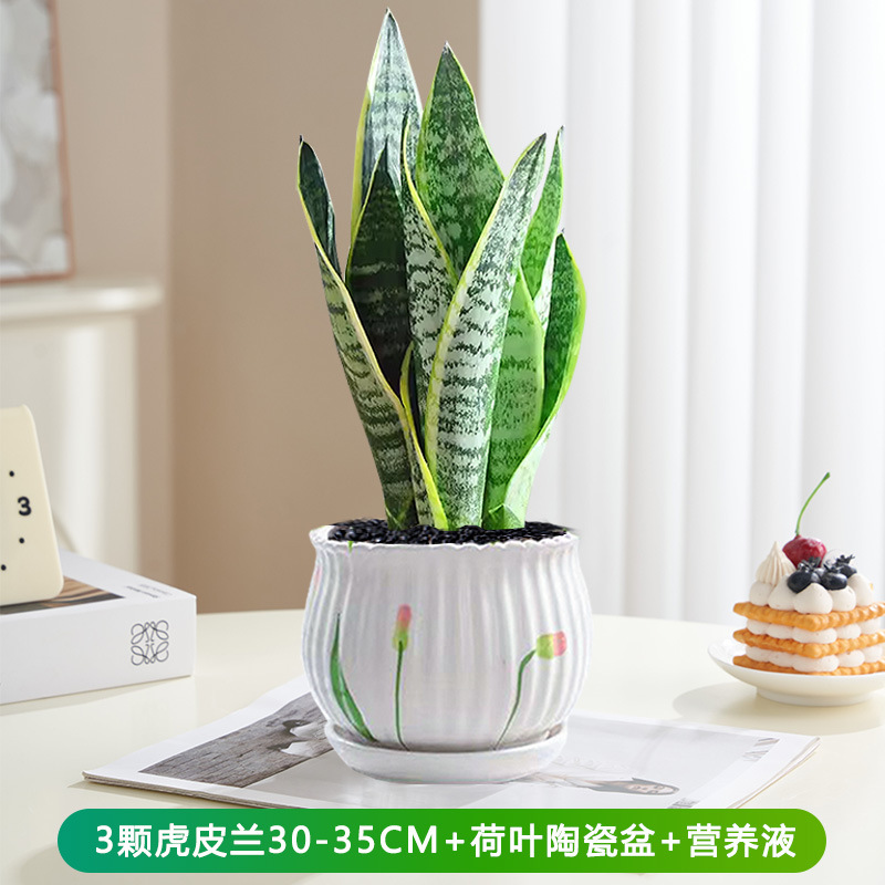 호랑이 난초 30-35cm 3개 + 연잎 세라믹 화분 + 영양액