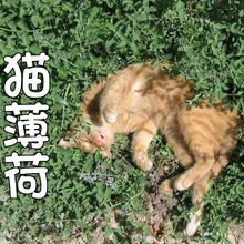 猫薄荷草种樟脑草猫薄荷草盆栽荆芥种籽种子猫草种植套餐种子