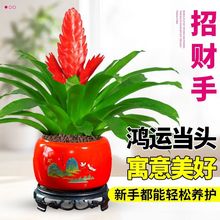 招财手鸿运当头盆栽植物花卉玉扇室内好养客厅四季开花大盆办公室
