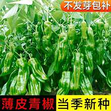 ��Ƥ�ཷ�N���uƤ�����N���r�Ҳ˵��̨���Դ����ļ��׷N�߲˷N��