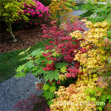 �t���������Ի��@����ͥԺ����ʘ�Ʒ�N�ļ�׃���uצ���uצ���t��