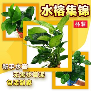 ����ˮ��ˮ���S���Ž��X������˹���~��ˮ�����쾰�b�ľ�ײ�