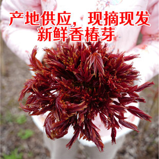 �Ĵ����񴺼��r�㴻ѿ500g�b�r��ˬ��¶���ժ�����Ƽt�㴻ѿ