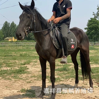 骑乘马匹马驹纯血马 伊犁马新疆伊犁马价格 成长率高