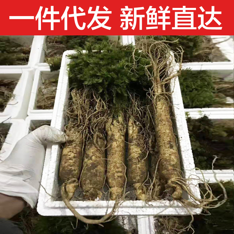 【参坏包赔】新鲜人参现挖现卖长白山人参吉林鲜参东北带土鲜人参