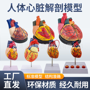 1:1���w���Kģ��B���ʳ��t�W�ăȿ����K���ʽ̌Wģ����Ȼ�����K