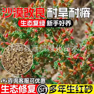 �tɰ�N�Ӷ��������L��ɳ����ɳĮ�;G���B�ޏ��ͺ���ؚ��ľ�N��