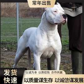 纯种杜高犬幼犬活体出售阿根廷杜高犬狩猎犬大型猛犬护卫犬杜高犬