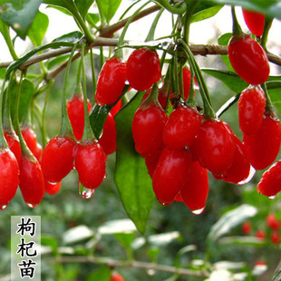 �������t��轘������ʳ���Ϸ�������������ˮ���S��轮���Y��