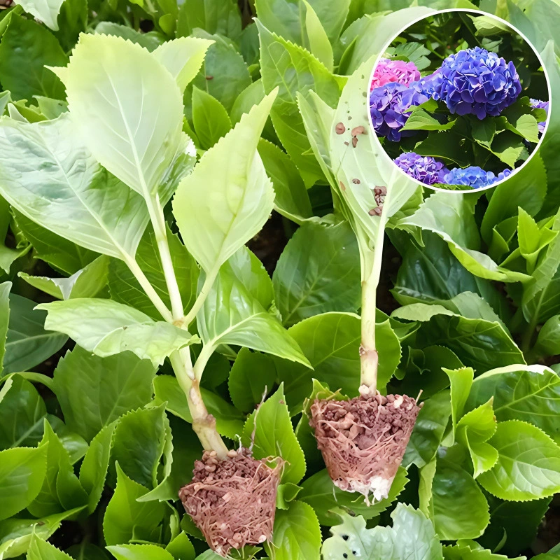 Юньнань прямые волосы