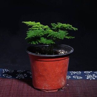 ������񰫻����������辰�k���҃�������΢���^�����՚�Gֲ