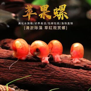 �O���ݳ����^�p���~���嚈ʳ������ˮ�|���^����ϳԼS�����ݵ�ˮ