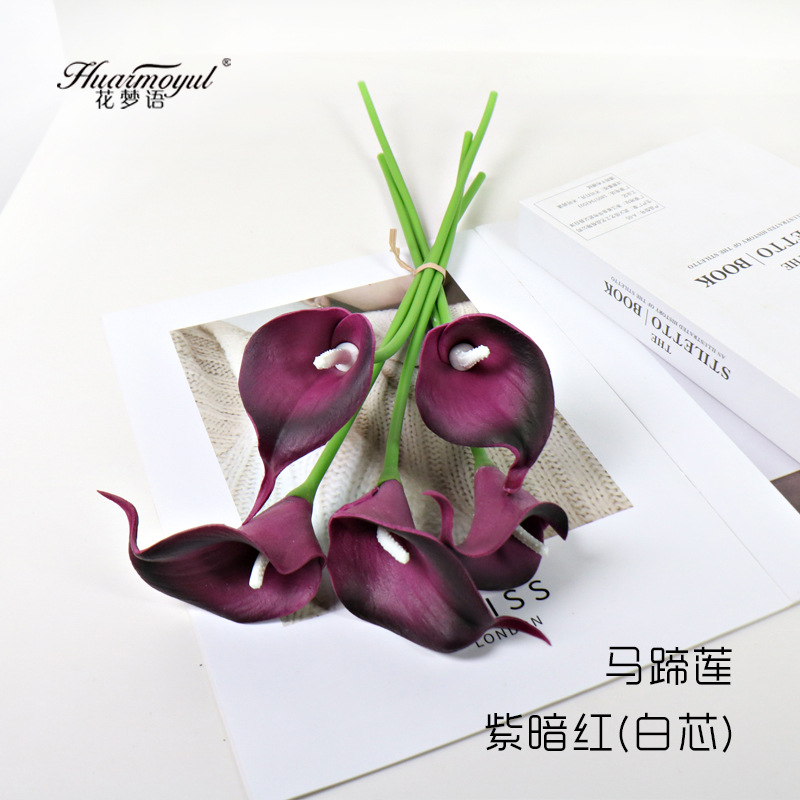 칼라 릴리-퍼플 다크 레드(화이트 코어)