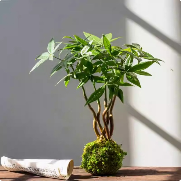 Musgo bola de junio nieve bonsai planta hidropónica acantilado modelado mini micro paisaje plantación verde de mesa interior pequeña maceta image 23