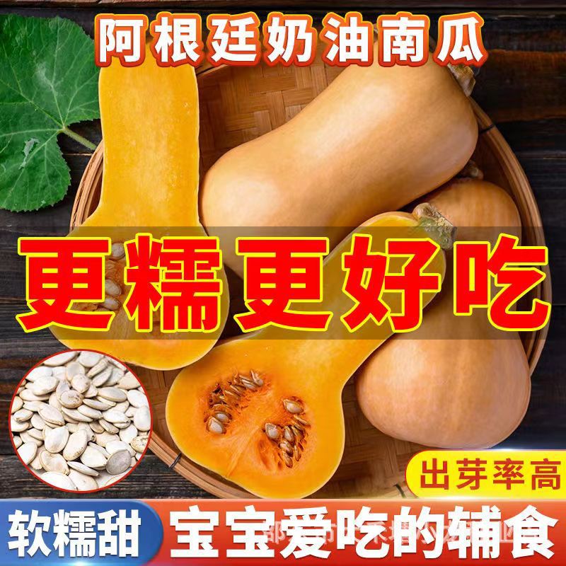 甜香糯奶油南瓜种子好吃香芋蜜本南瓜籽四季庭院盆栽种植蔬菜种子