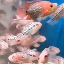 鸿运当头罗汉鱼 红运苗 罗汉苗 观赏鱼 宠物鱼 热带鱼5-6厘米