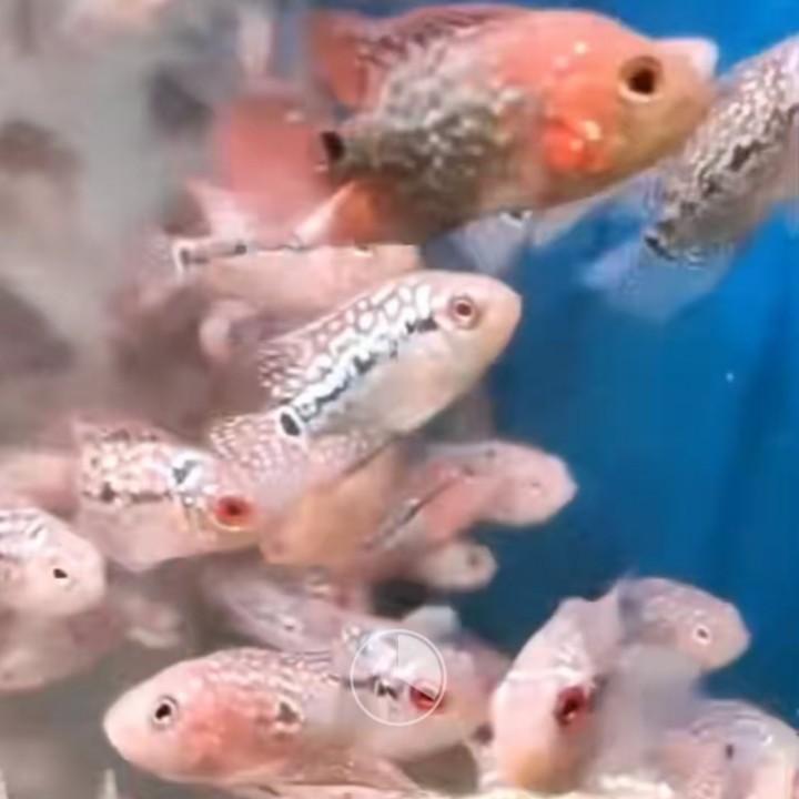 鸿运当头罗汉鱼 红运苗 罗汉苗 观赏鱼 宠物鱼 热带鱼5-6厘米