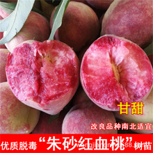 ɰҘm޽SҘ綬ҹϱͥԺNֲY