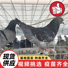 純種種鴿米瑪斯雙肌鴿大量活體出售 白羽王種鴿（肉鴿）批發包郵