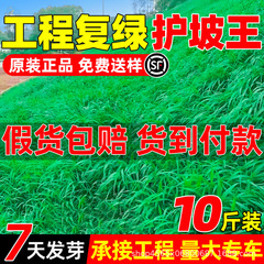 斜面保護用芝生種子、四季常緑の犬歯根、マニラ芝、庭園緑化用、ライ麦草、芝生種子