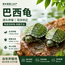 乌龟活物红耳巴西龟草龟爬宠好养可认主宠物观赏适合家养的小乌龟